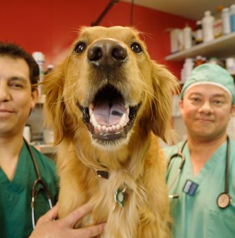 dog with vets